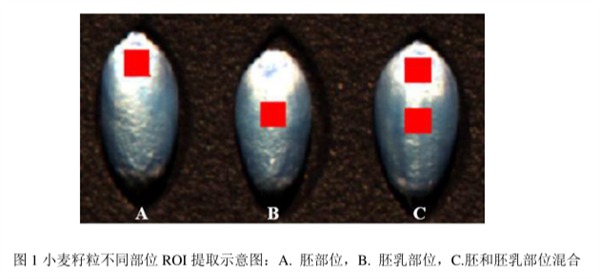 圖1小麥籽粒不同部位ROI提取示意圖：A.胚部位，B.胚乳部位，C.胚和胚乳部位混合