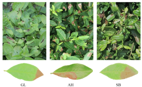 高光譜技術在茶葉上的應用現狀