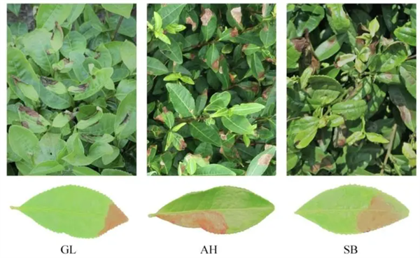 高光譜技術在茶葉上的應用現狀